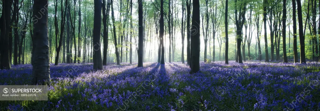 UK - England, Hampshire, Micheldever, Bluebell woods at dawn