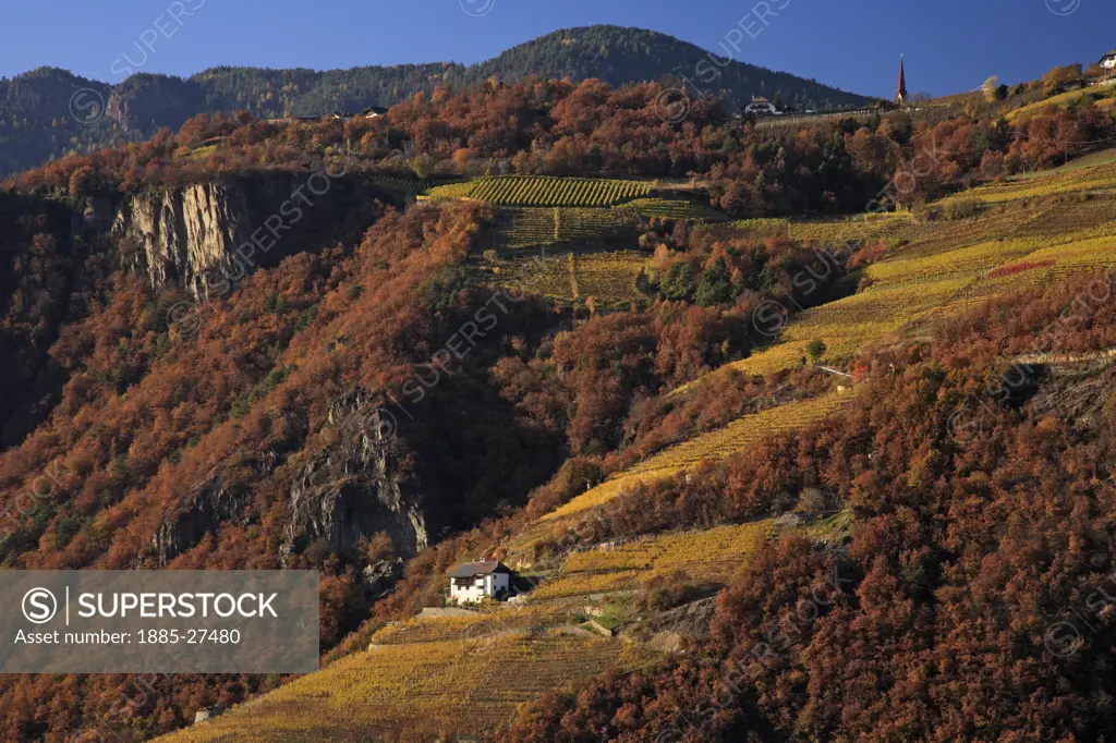 Italy, Italian Dolomites, Renon - near, Vineyards in autumn