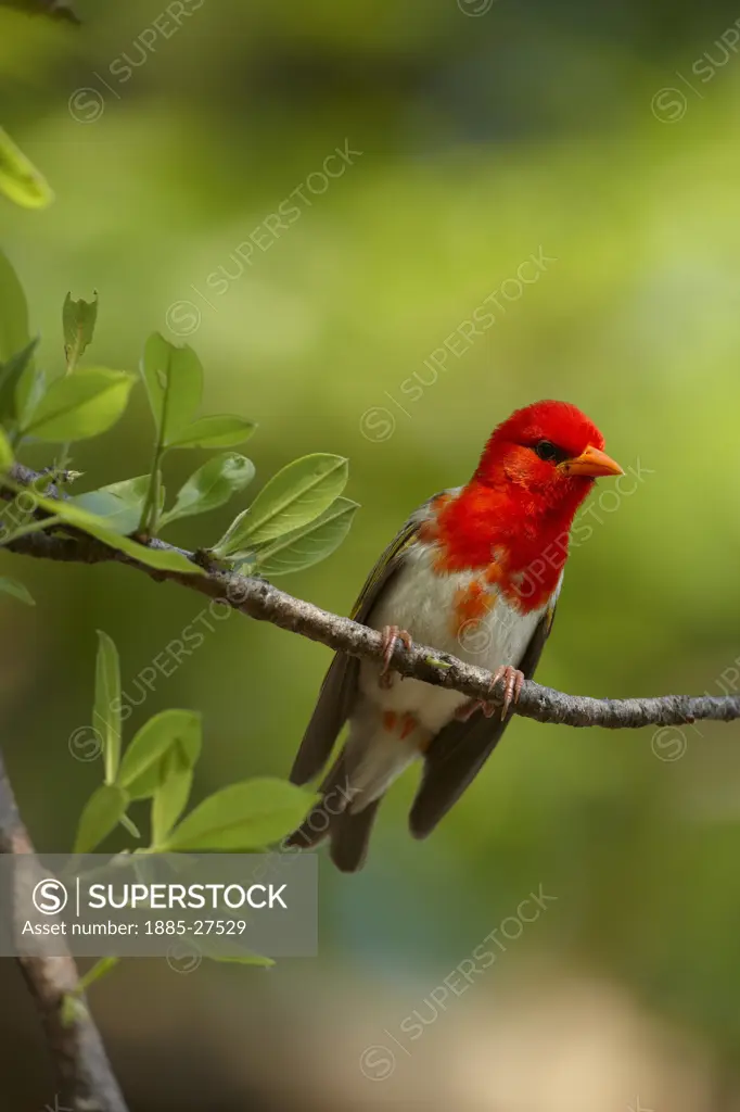 South Africa, Mpumalanga, Kruger National Park, Red headed Weaver bird on branch