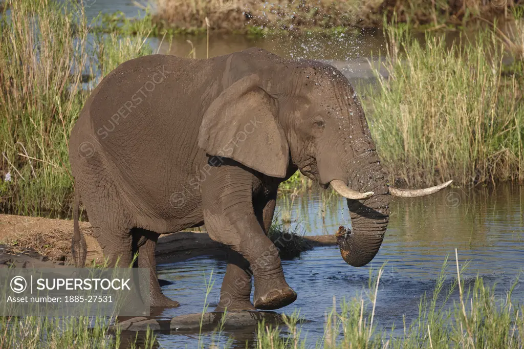 South Africa, Mpumalanga, Kruger National Park, African elephant taking a bath in a river