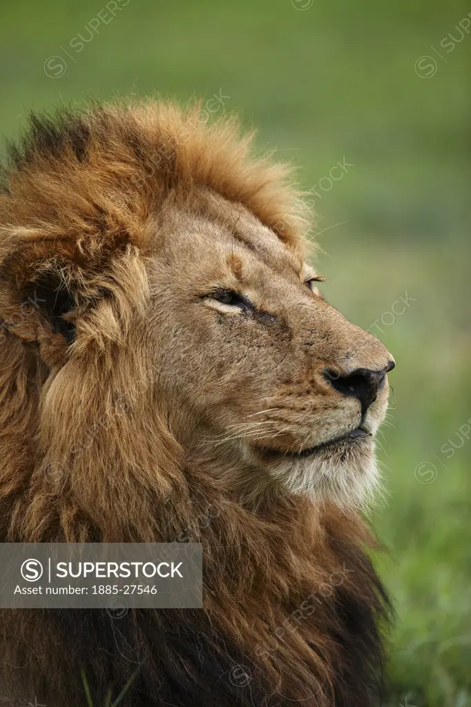 South Africa, Mpumalanga, Kruger National Park, Portrait of lion in the bush