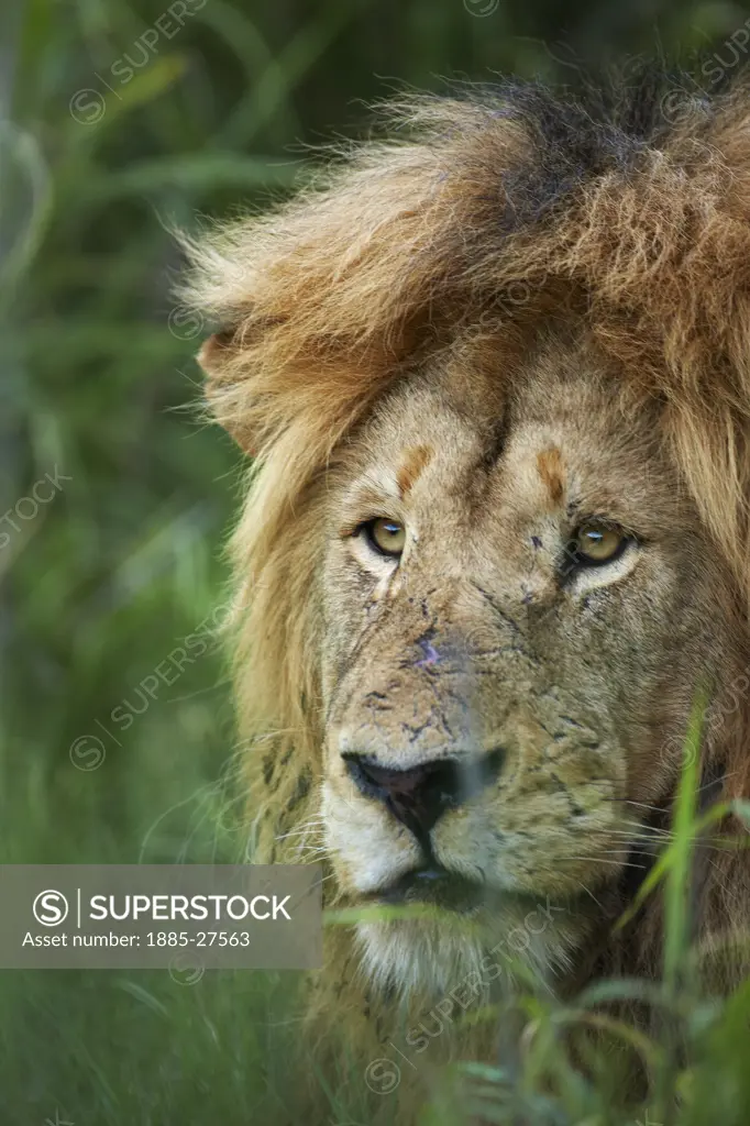 South Africa, Mpumalanga, Kruger National Park, Portrait of lion waiting in the bush