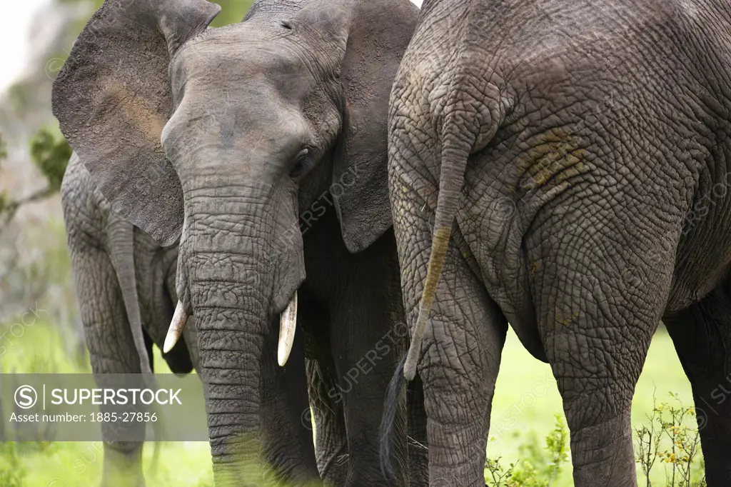 South Africa, Mpumalanga, Kruger National Park, African elephants in the bush