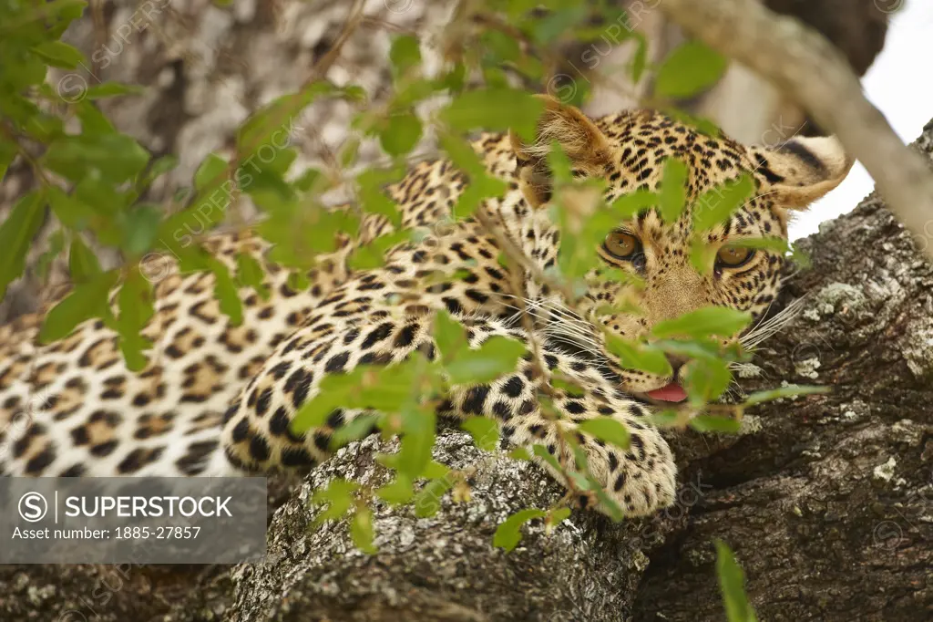 South Africa, Mpumalanga, Kruger National Park, Leopard resting in a tree