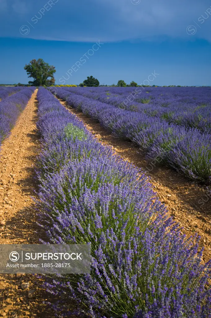 France, Provence, Valensole, Lavender fields