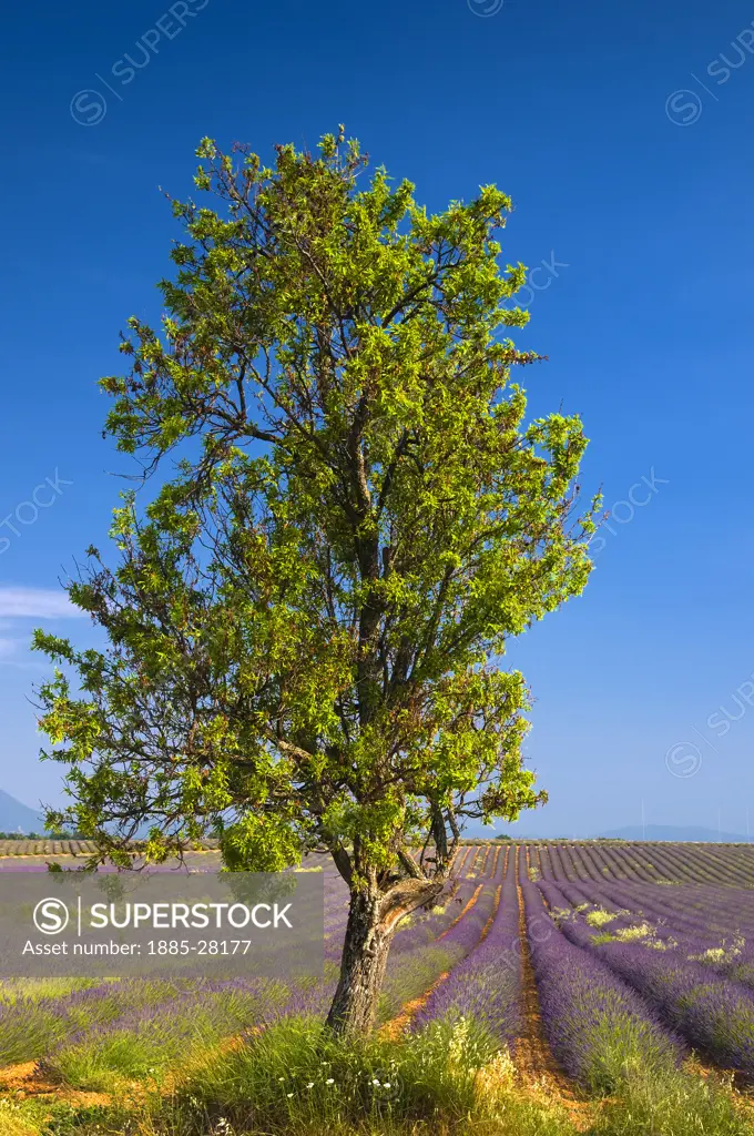 France, Provence, Valensole, Lavender fields and tree