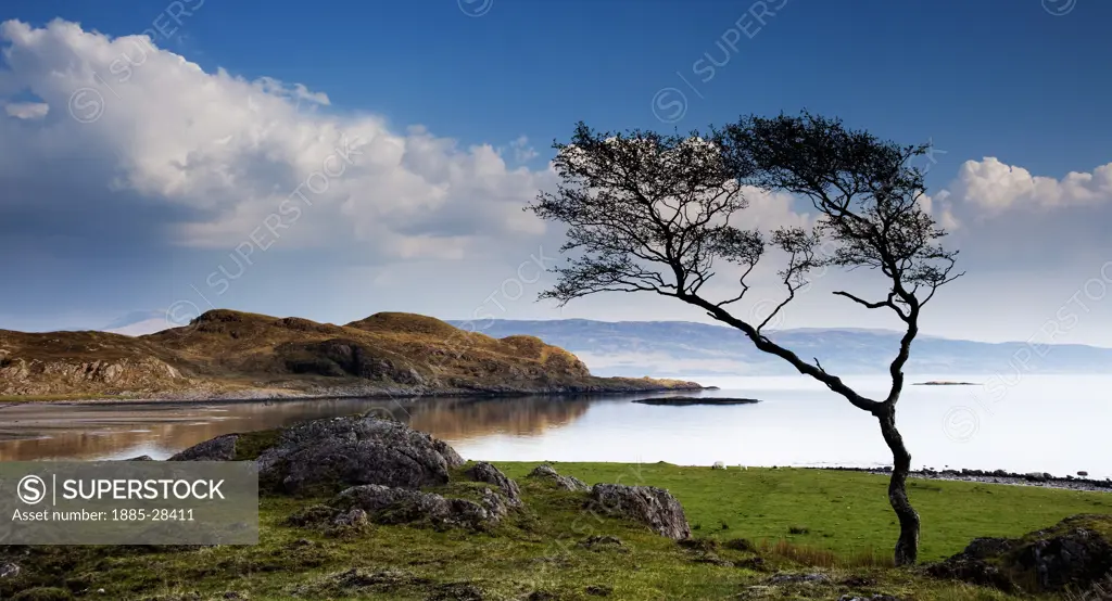 UK - Scotland, Highland, Ardgour, Lone tree beside Loch Linnhe