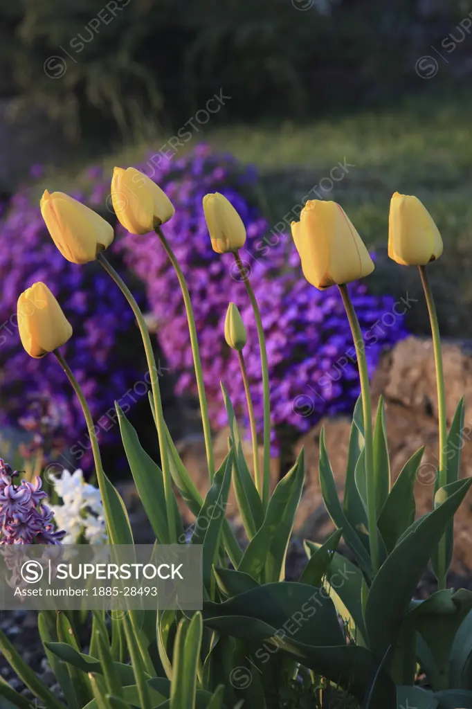 UK - England, Nottinghamshire, Mansfield, Tulips in bloom