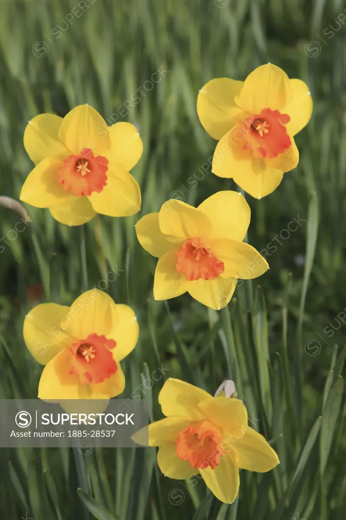 UK - England, Nottinghamshire, Mansfield, Daffodils in bloom