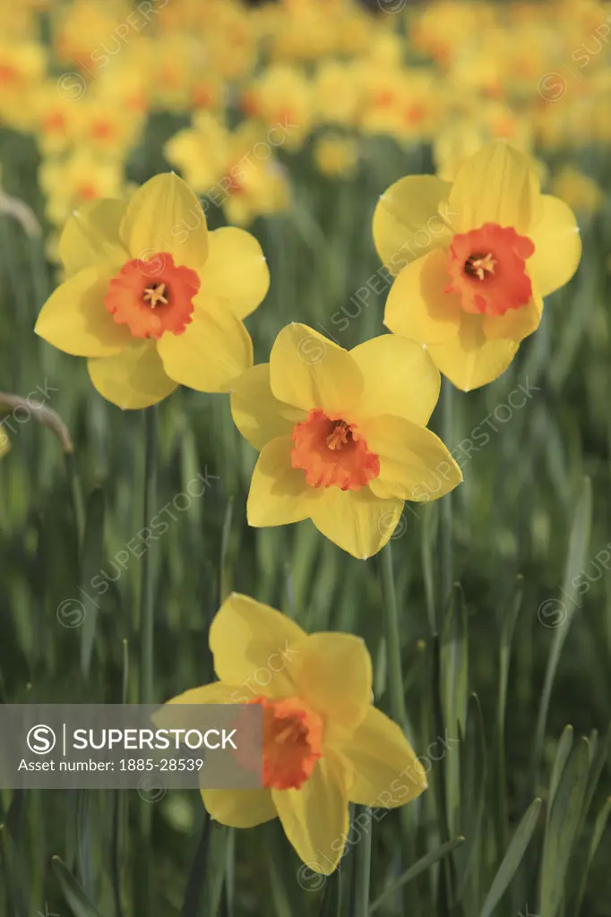 UK - England, Nottinghamshire, Mansfield, Daffodils in bloom