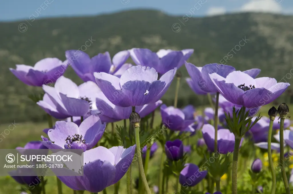 Italy, Puglia, Manfredonia - near, Display of wild purple anemones