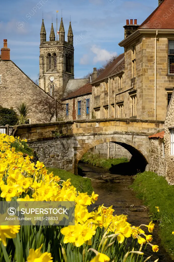UK - England, Yorkshire, Helmsley, Daffodil time at Castlegate