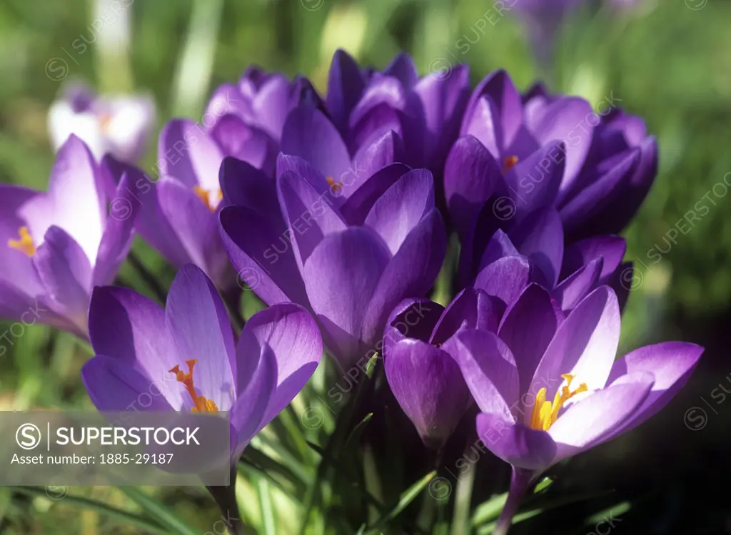 Natural World, Flowers and Foliage, Autumn Crocuses in bloom