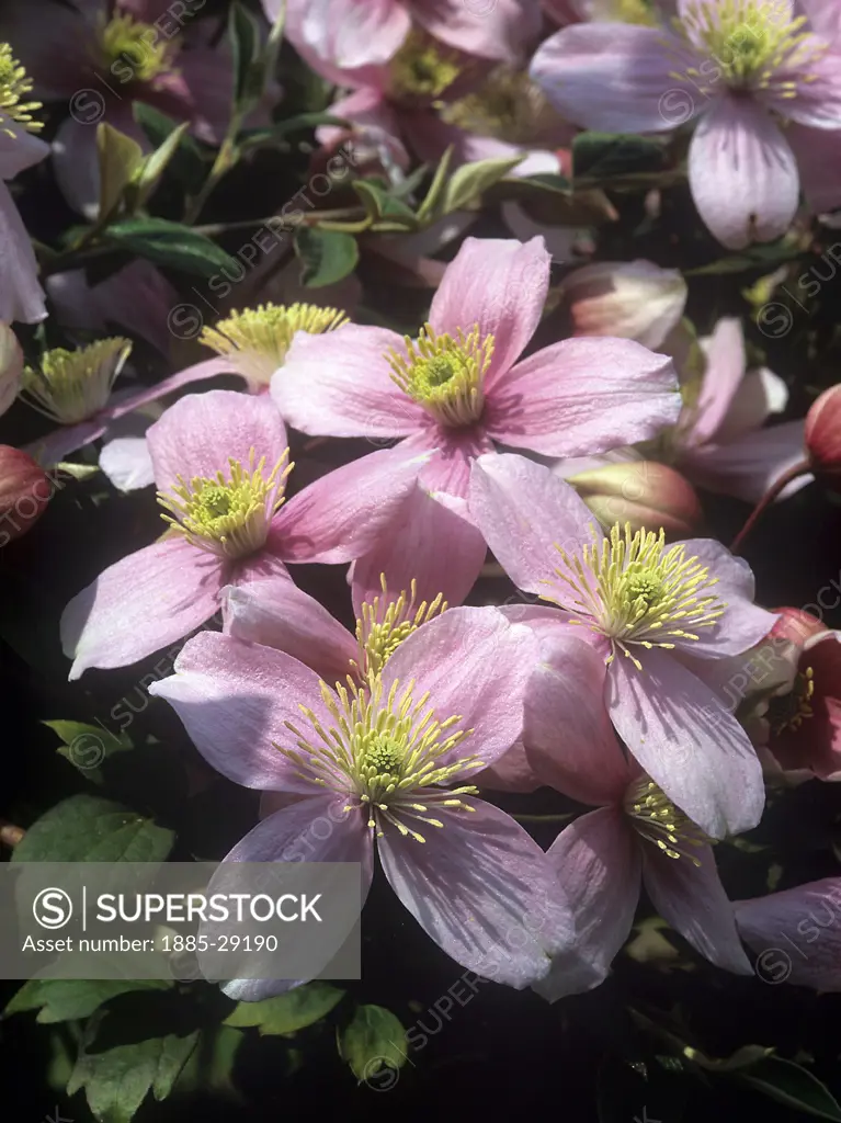 Natural World, Flowers and Foliage, Clematis Montana in full flower - close up