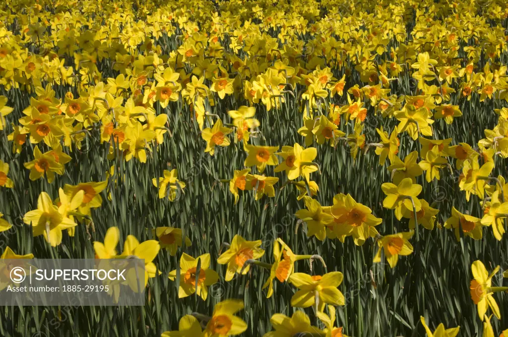 Natural World, Flowers and Foliage, Field of daffodils