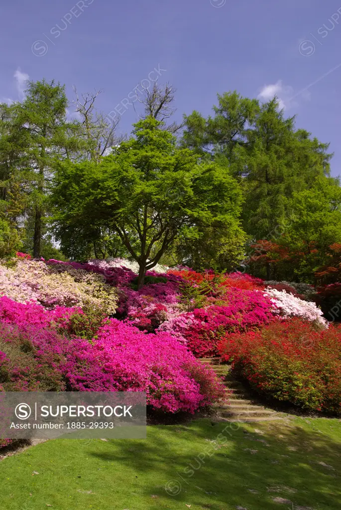 UK - England, Surrey, Virginia Water, Valley Gardens in spring
