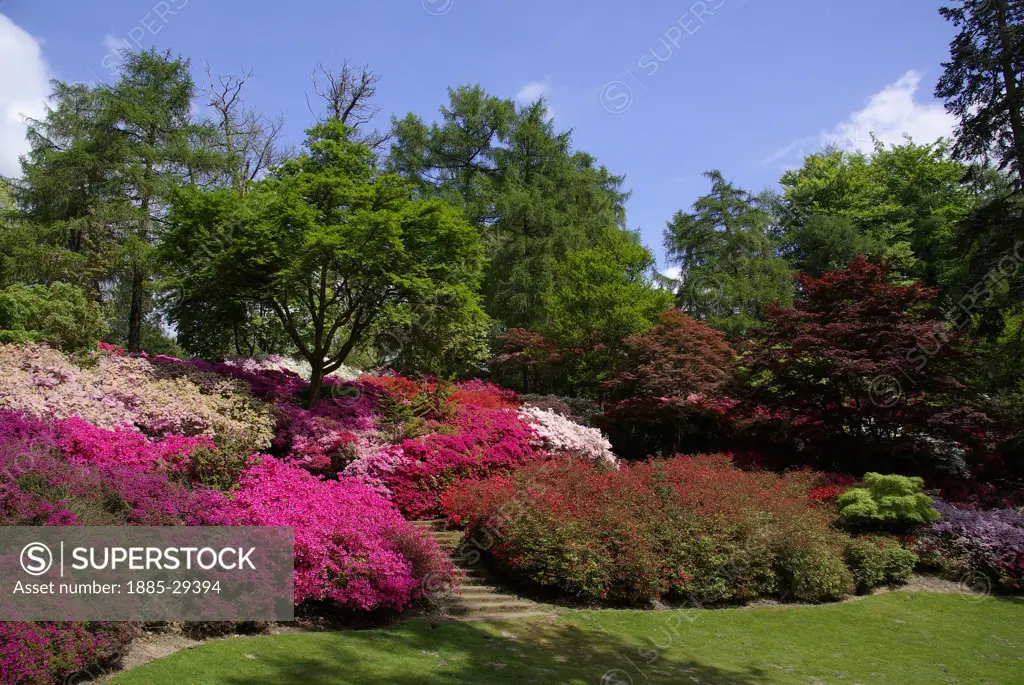 UK - England, Surrey, Virginia Water, Valley Gardens in spring