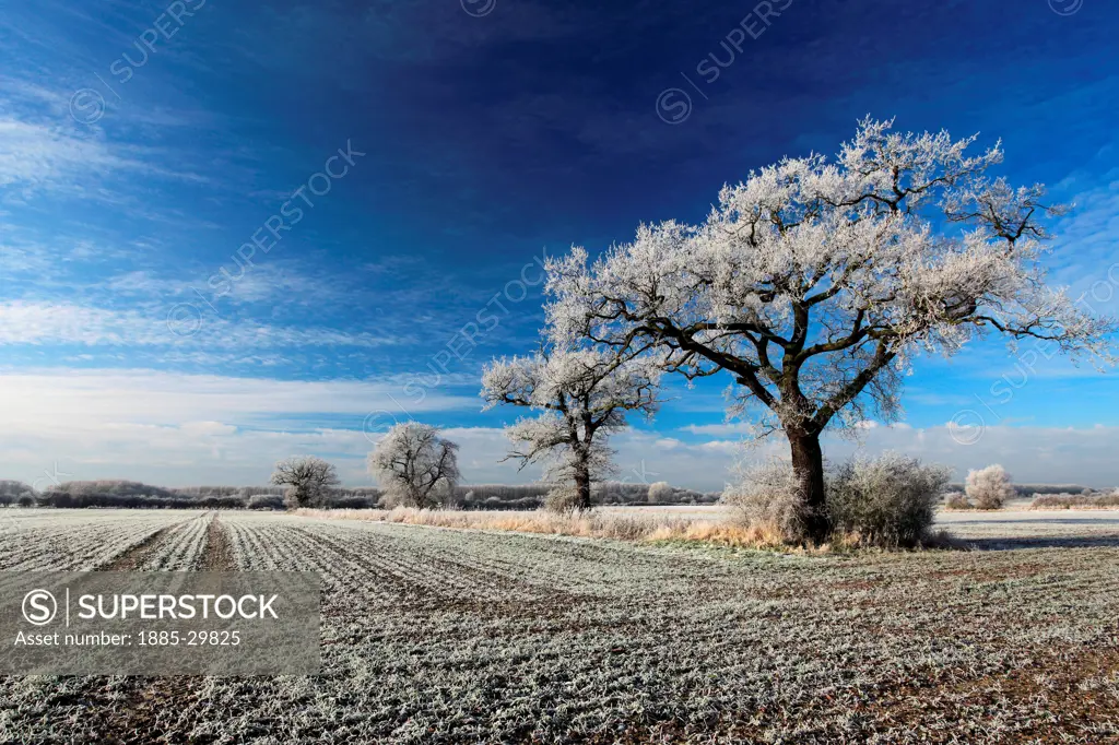 Hoare frost winter scene, Fenland fields near Ramsey town, Fenland, Cambridgeshire, England; Britain; UK