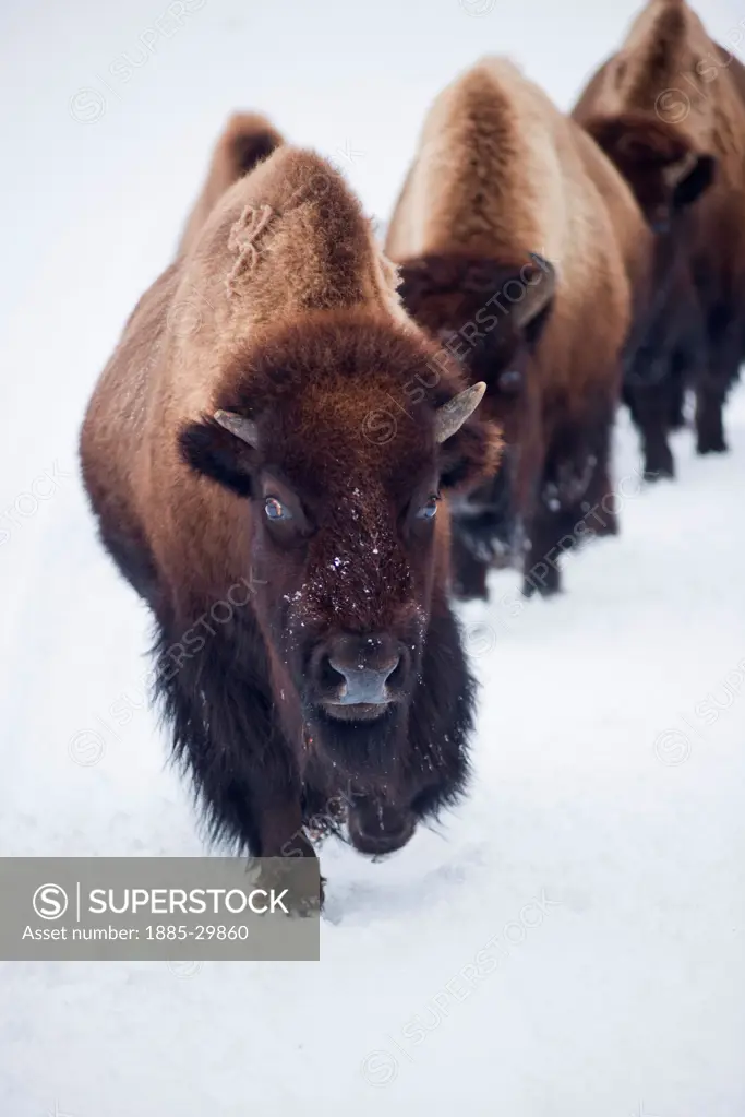Bison on the road in Yellowstone National Park, Wyoming, United States, in the winter