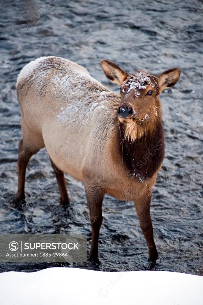 Elk in Yellowstone National Park, Wyoming, United States, in the winter