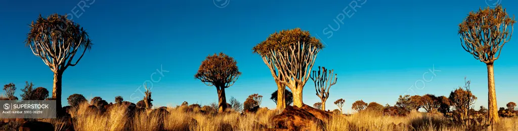 Africa, Namibia, Keetmanshoop. Quivertrees in Quiver Tree Forest, aloe dichotoma.  Afrika, Namibia, Keetmanshoop. Koecherbaeume im Koecherbaumwald, Aloe Dichotoma, Kokerboom Woud.