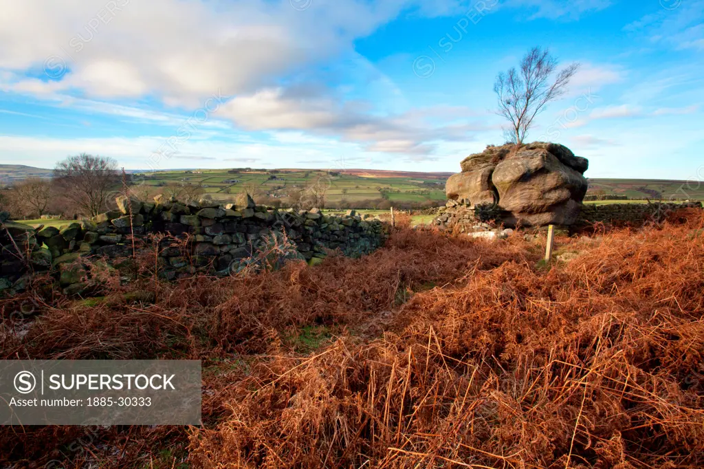 Standing Stone with Tree at Brimham Rocks Summerbridge Nidderdale North Yorkshire England