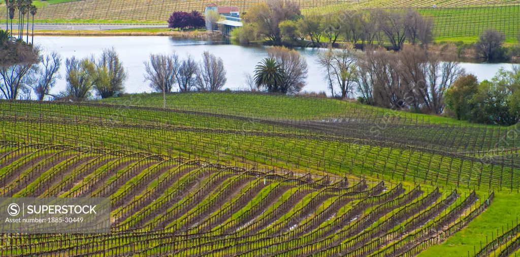 Vineyards on Rolling Hills at Artesa Vineyards and Winery in Napa Valley, Napa, California, USA