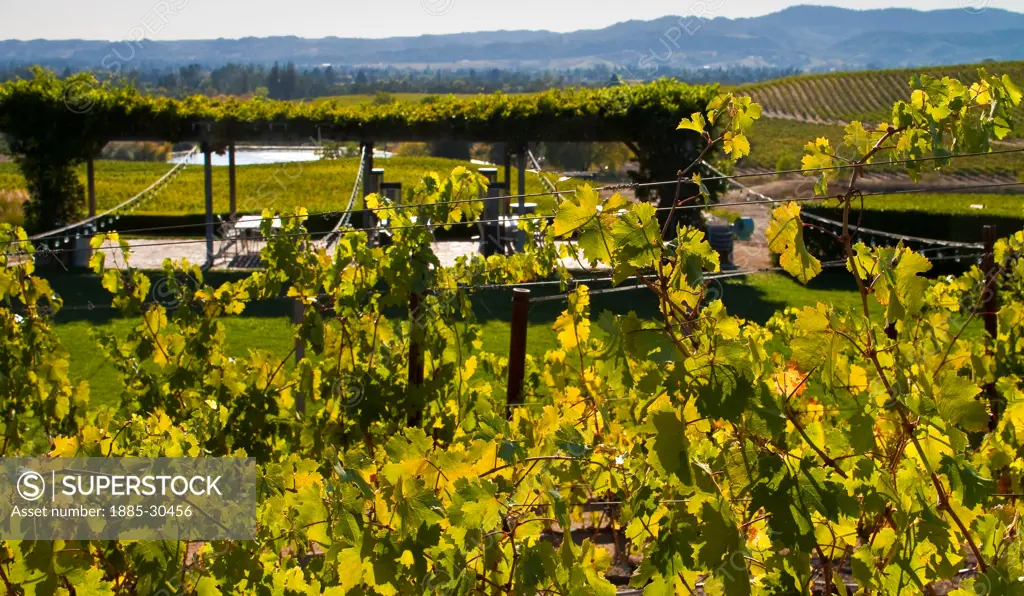 The Vineyard at William Hill Estate Winery, Napa, California, USA