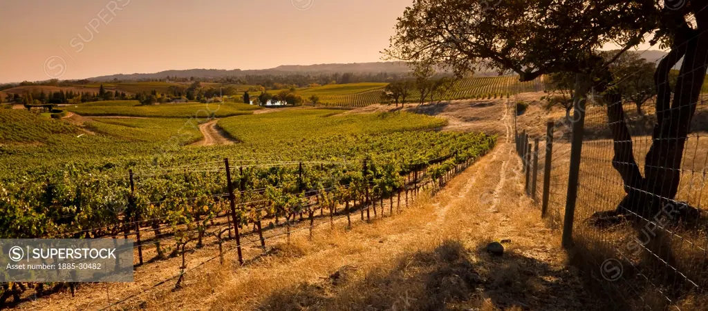 Sunset on The Vineyard at William Hill Estate Winery, Napa, California, USA