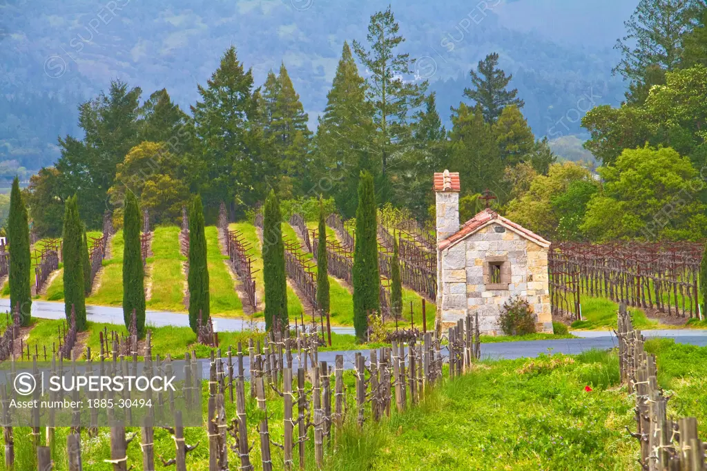 Little Stone Chappel in the Vineyard at Castello Di Amorosa Winery, an Italian Style Castle in Napa Valley Near Calistoga, California, USA