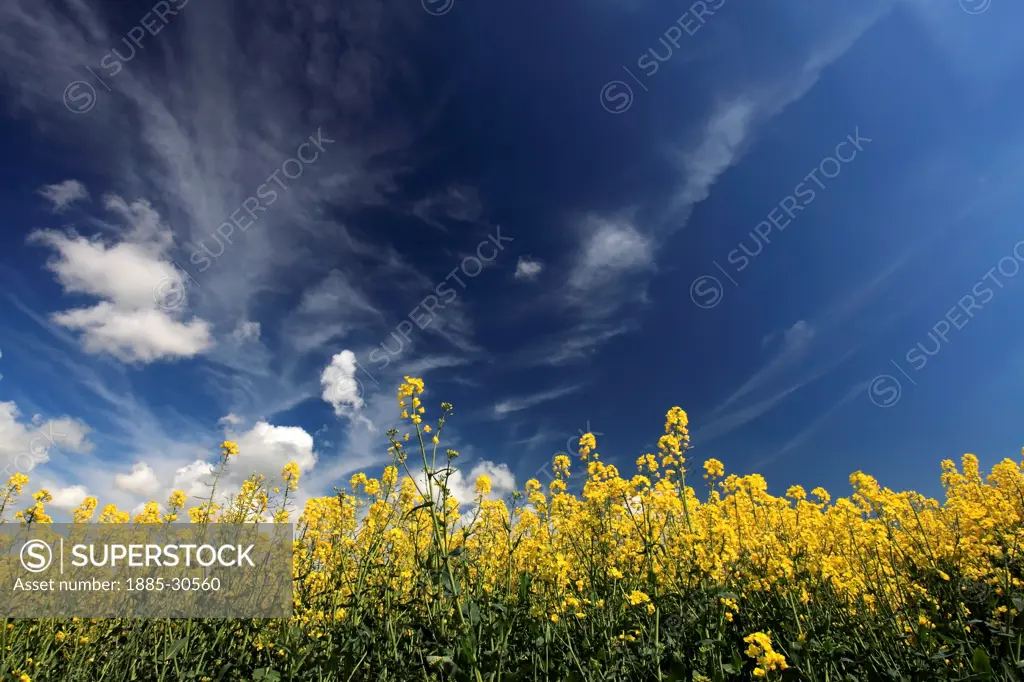 Summer Oil seed rape fields near Ely City, Fenland, Cambridgeshire County; England; UK