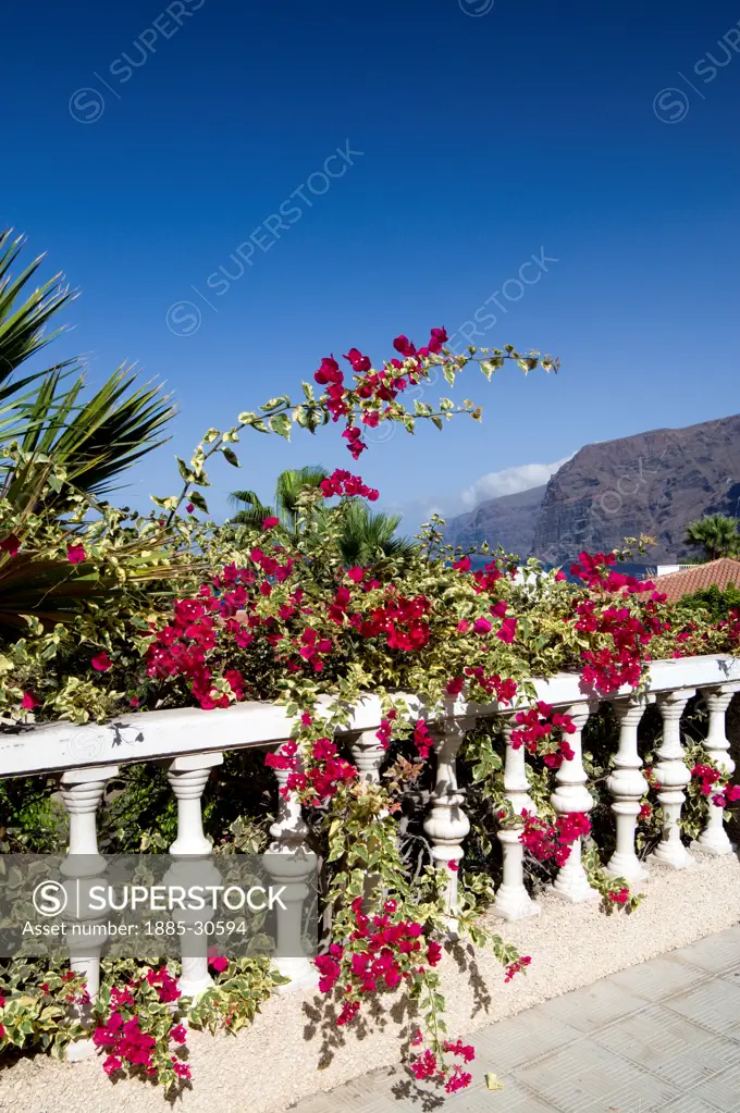 Bougainvillea growing over Balustrade with the cliffs of Los Gigantes in the distance,Tenerife, Canary Islands, Spain.