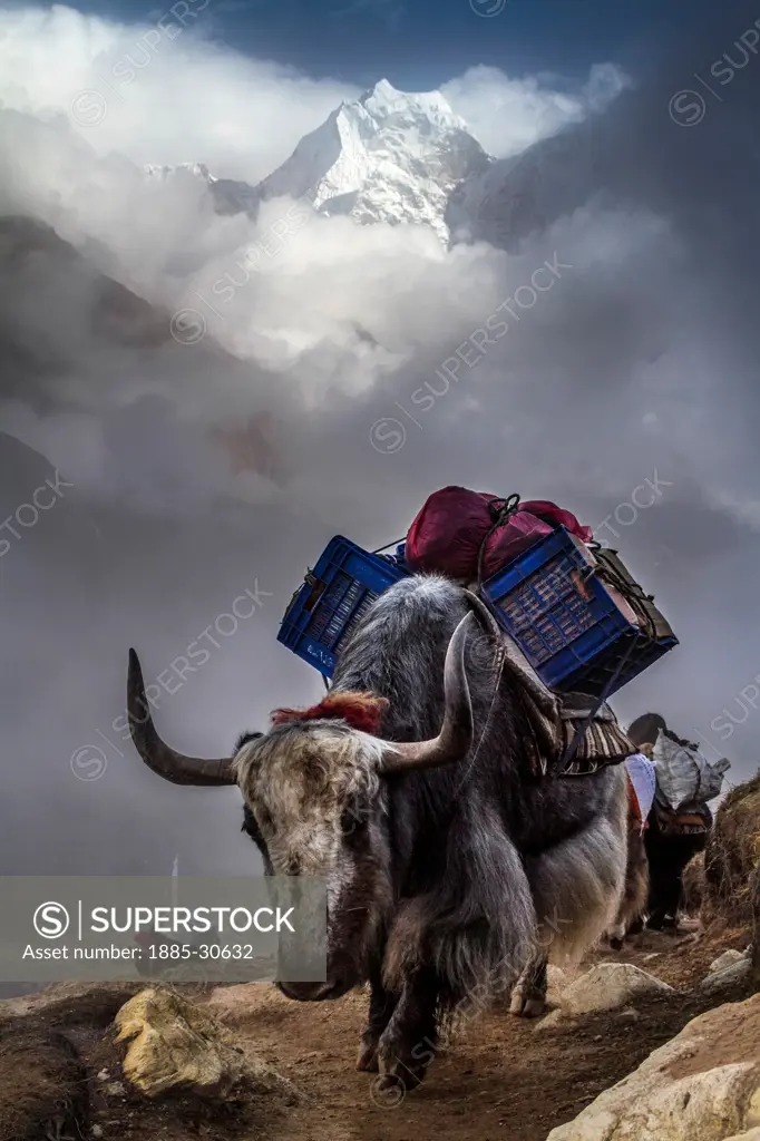 A porter carries the kitchen kit for a trekking group below a pair of domesticated yaks on the trail to Gokyo in Nepal.