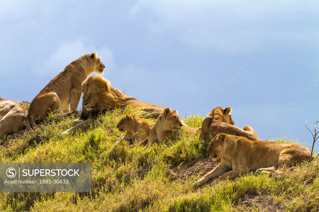 A pride of lions ignores the throng of tourist vehicles at the base of their knoll while the female members search the horizon for their next meal.