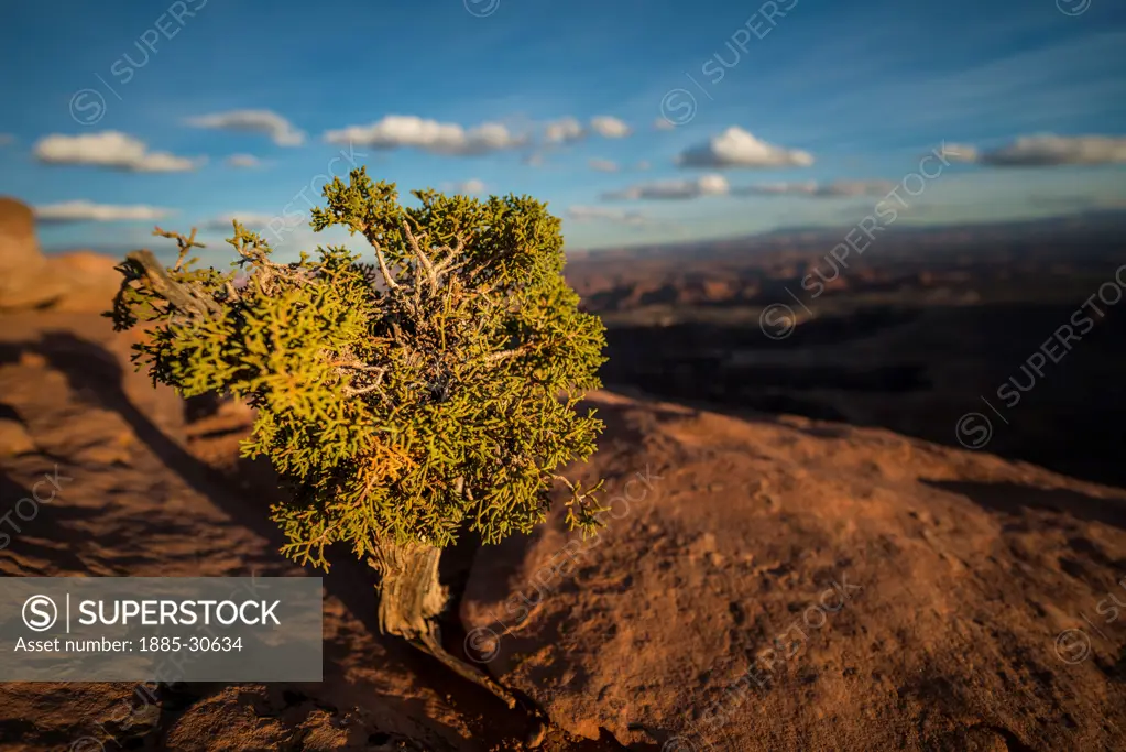 A small but growing juniper tree takes root in the most unlikely of places. Here the tree enjoys an excellent view of Canyonlands National Park and the Green River below at sunset.