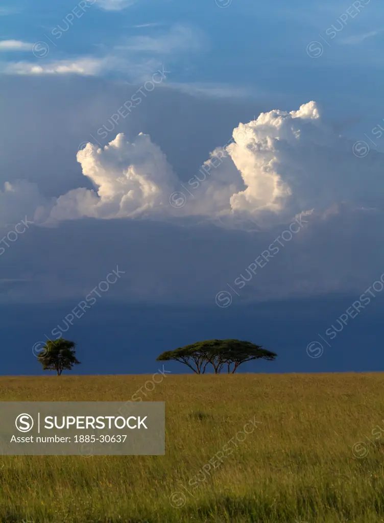 As the sun approaches the horizon to the West, two lone trees mimic the clouds above during our first night camping in the Serengeti. We had driven for hours along bumpy dirt roads and were becoming a little sore from the endeavor when I asked our driver to stop for this image. He jostled the truck around until I had the framing that I wanted. With the engine off, the foreign night sounds of the savanna were just beginning, mixing with the calm of an ending day.