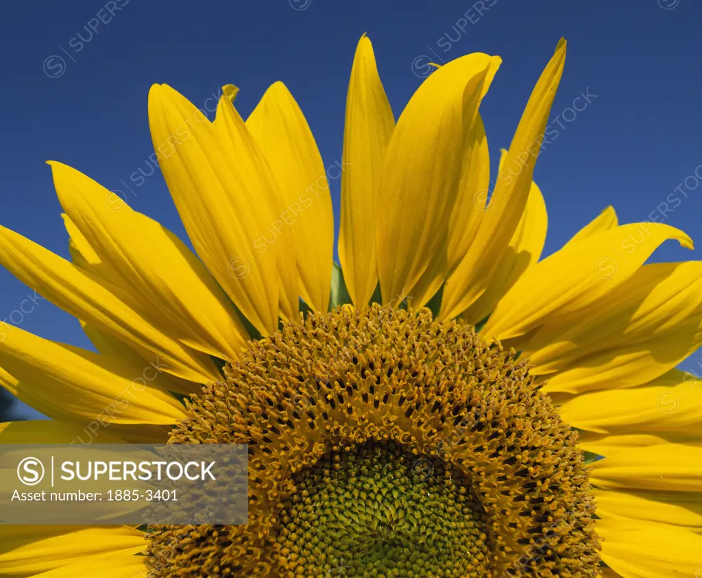 Specials, Natural World, Summer, Sunflowers