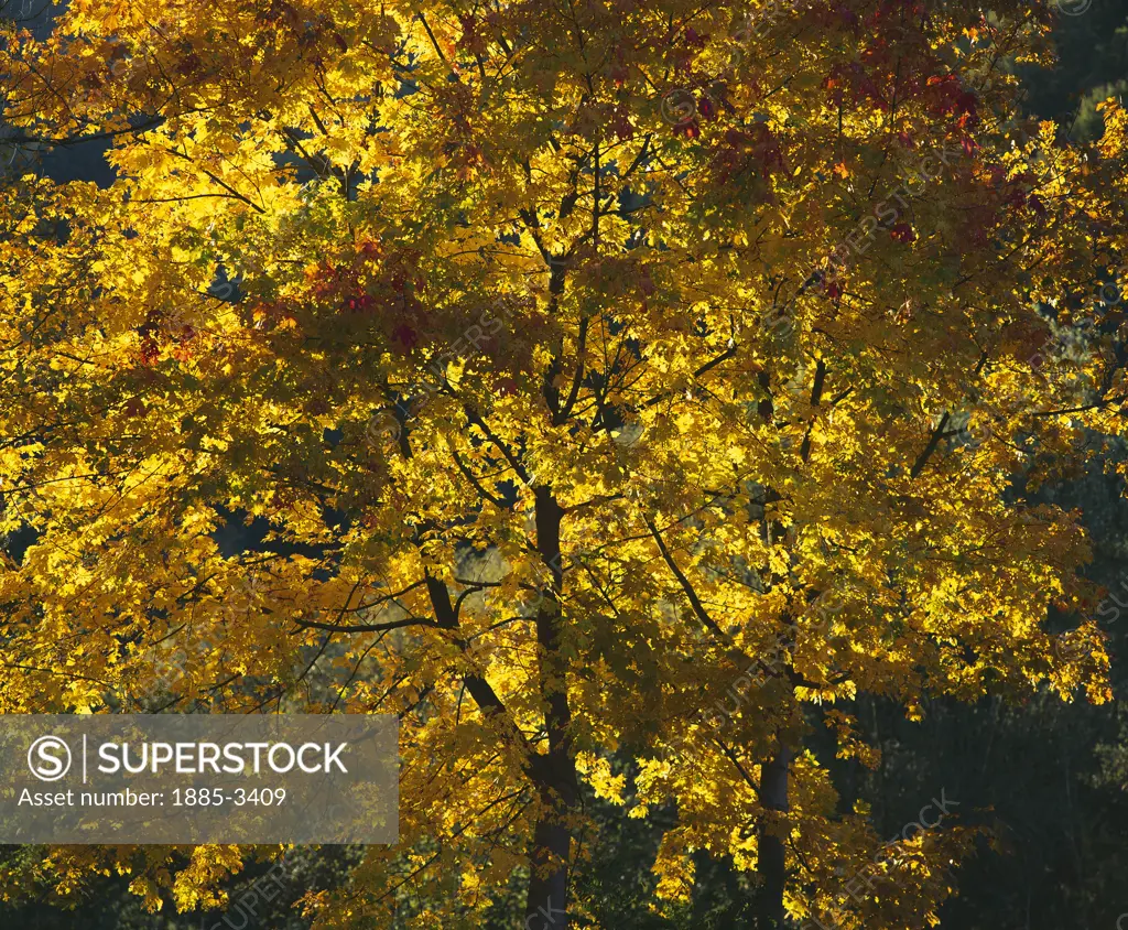 Specials, Natural World, Autumn, Autumn Trees