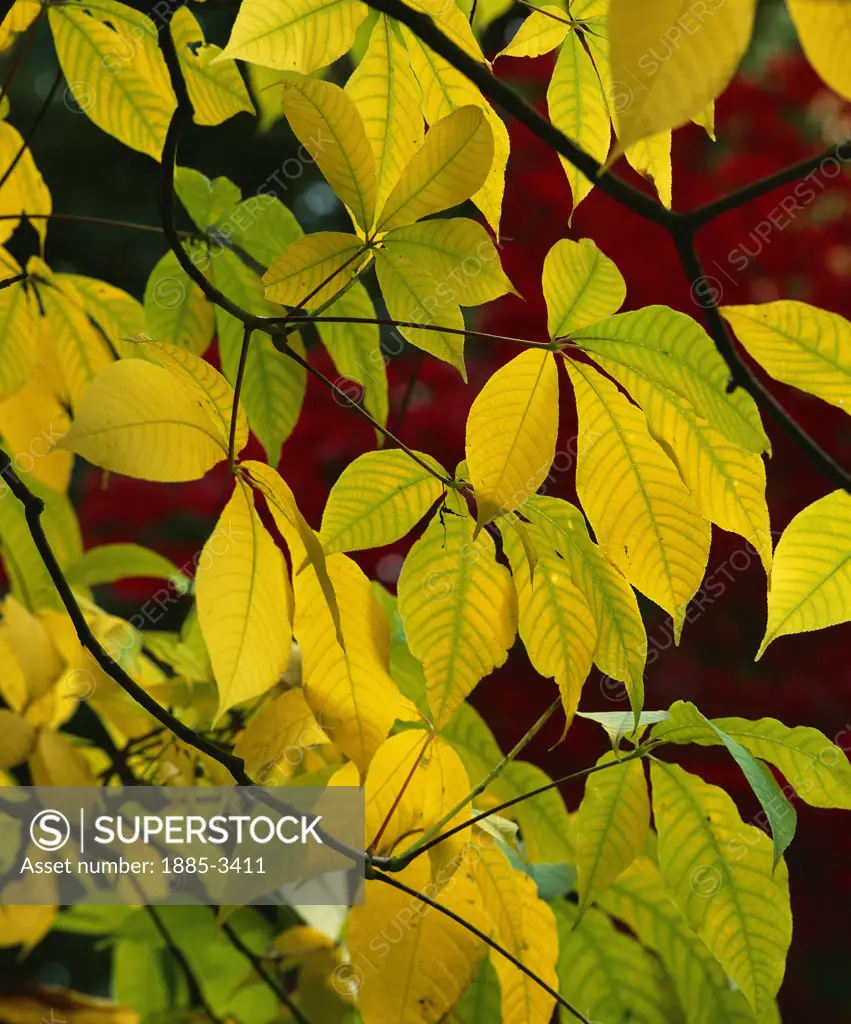 Specials, Natural World, Autumn, Autumn Leaves