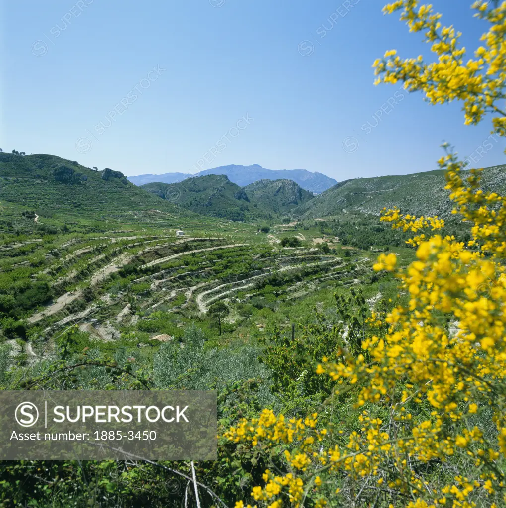 Spain, Valencia Region, Gallinera Valley, Landscape with Cherry Orchard