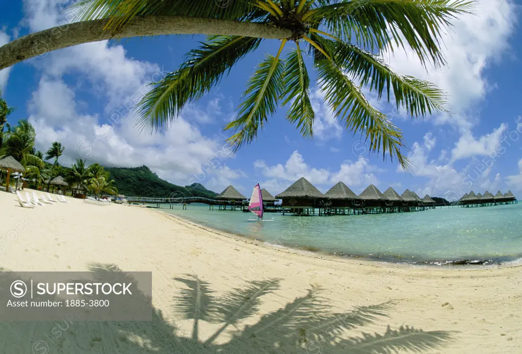 Society Islands, Bora Bora, Moana Beach Hotel, Palm shading the beach