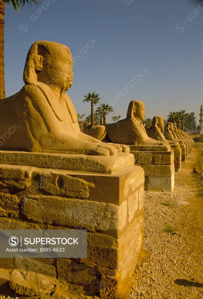 Egypt, , Luxor, Temple of Luxor - Avenue of Sphinxes