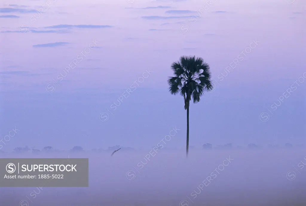 Botswana, , Savute, Palm Tree