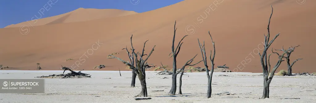 Namibia, Namib Desert, Namib Naukluft Park, Vlei Trees in Desert