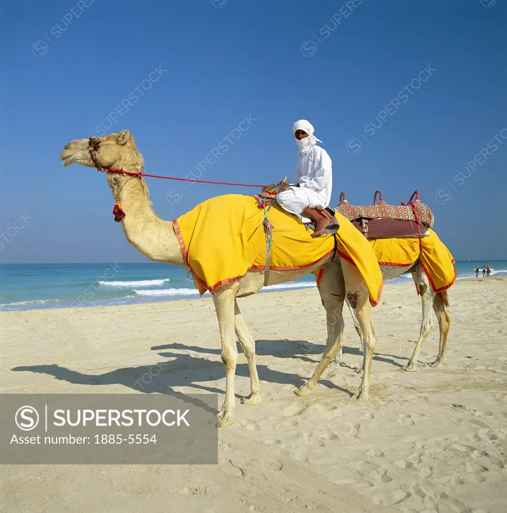 United Arab Emirates, , Dubai, Camels & Rider on Beach