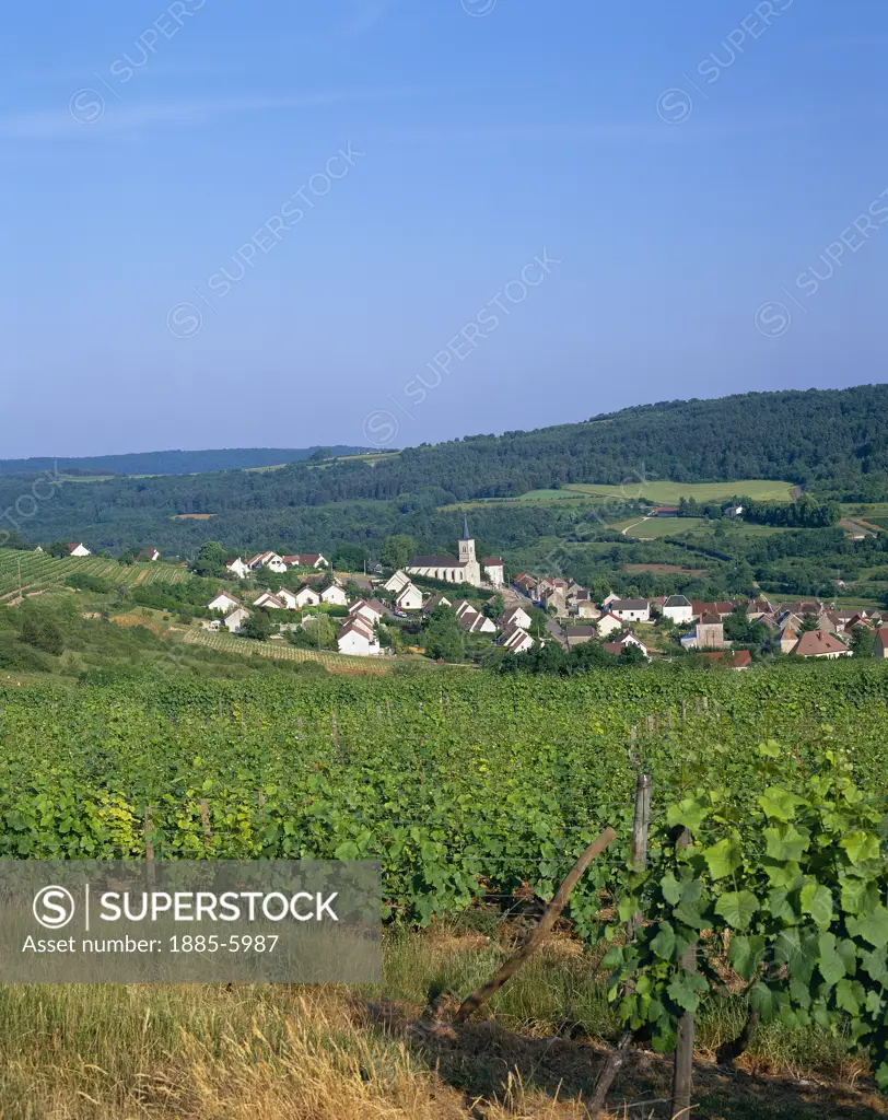 France, Burgundy , Arcenant, View of Village across Vineyard
