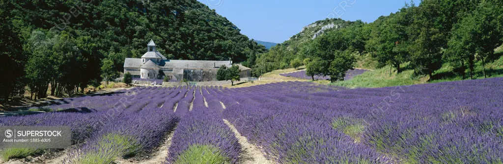 France, Provence, Sault, Lavender Field & Abbaye Senanque