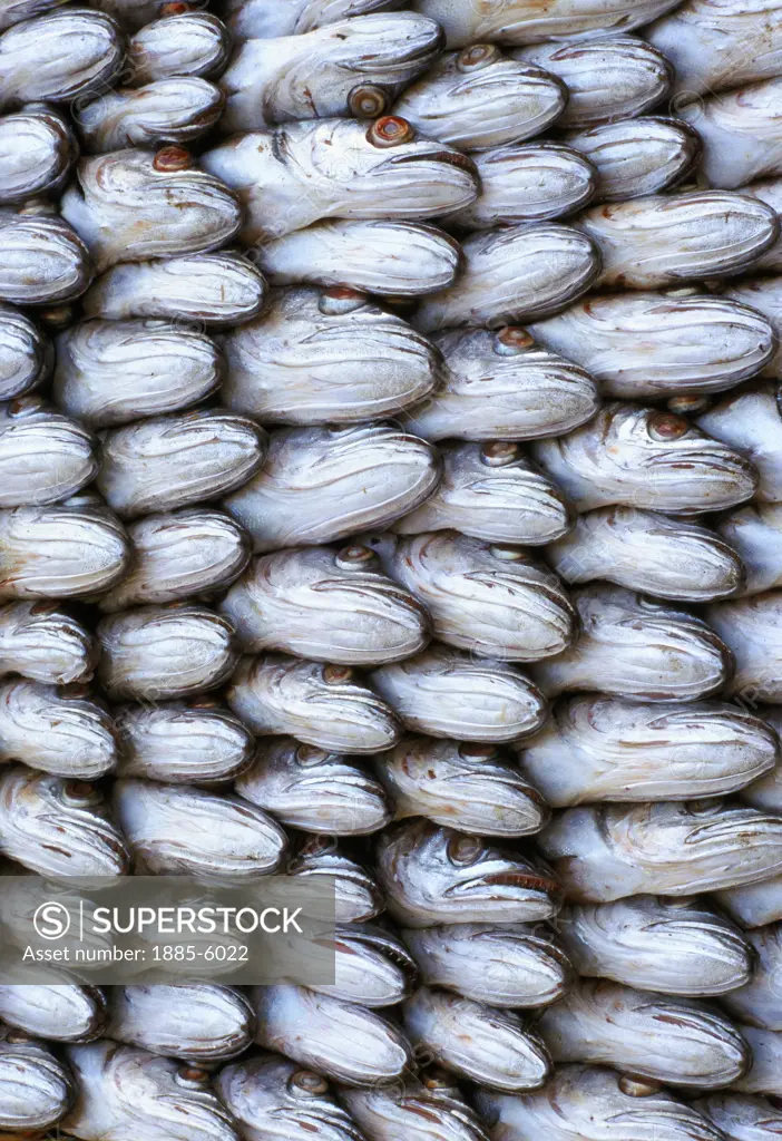 Morocco, , Essaouira, Fish Packed Into Crate