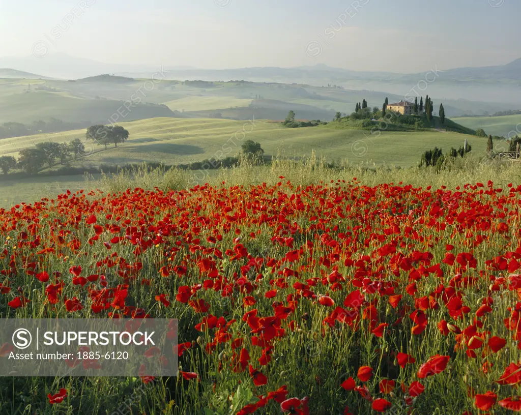 Italy, Tuscany, General - Landscape, Poppy Field