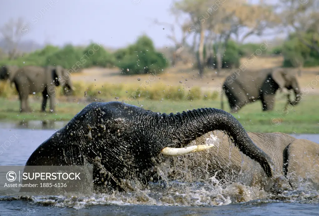 Botswana, , Chobe National Park, Elephant